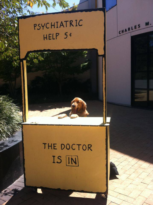 dog doctor psychiatric help.jpg