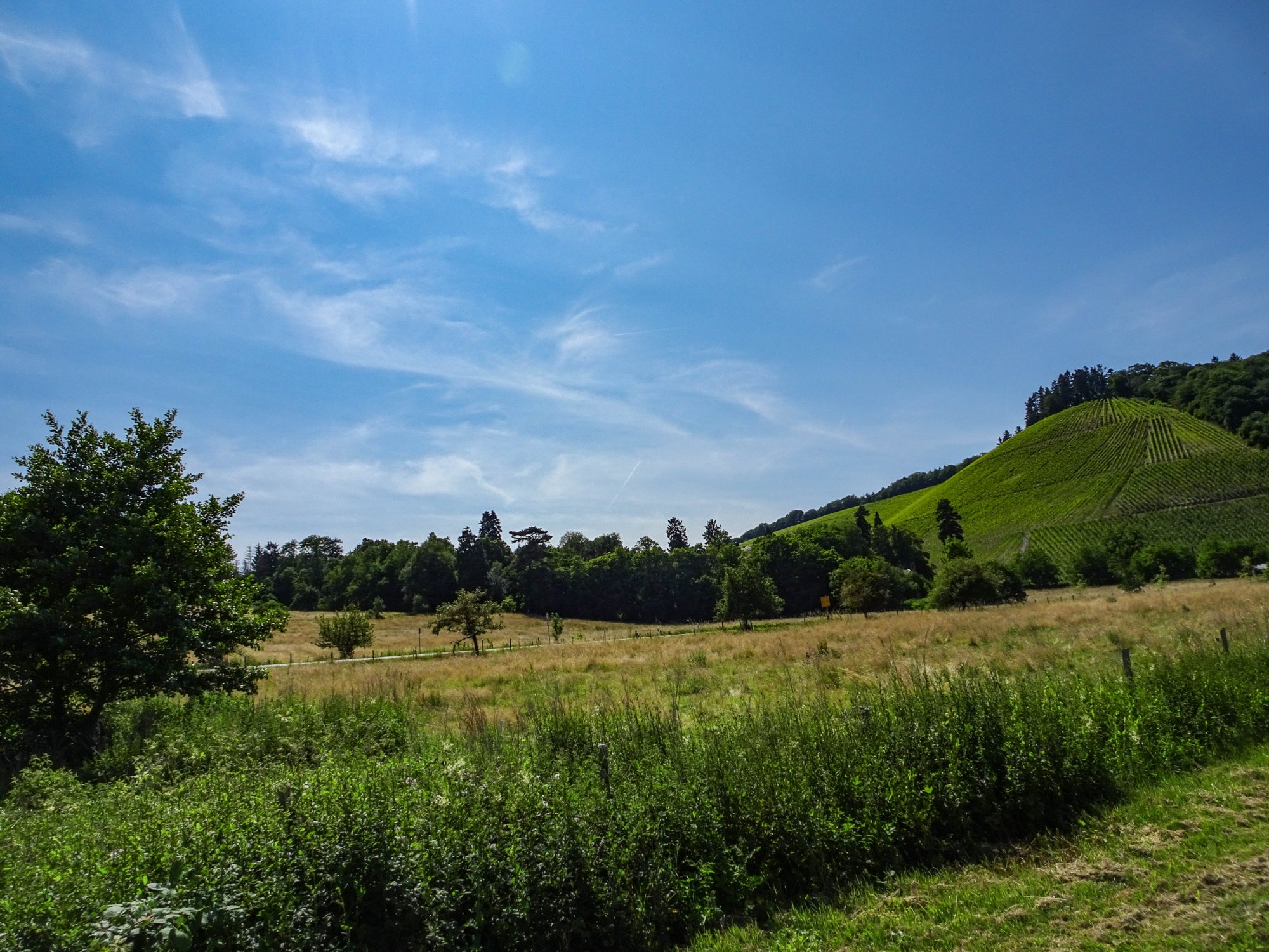 DSC00783.jpg
