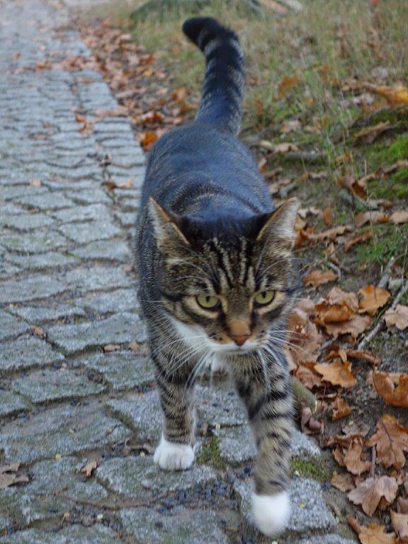 DSC00923a.jpg