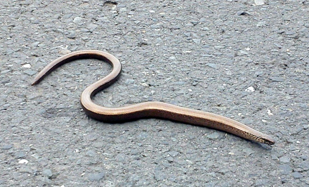 DSC05978 - Kopie.jpg