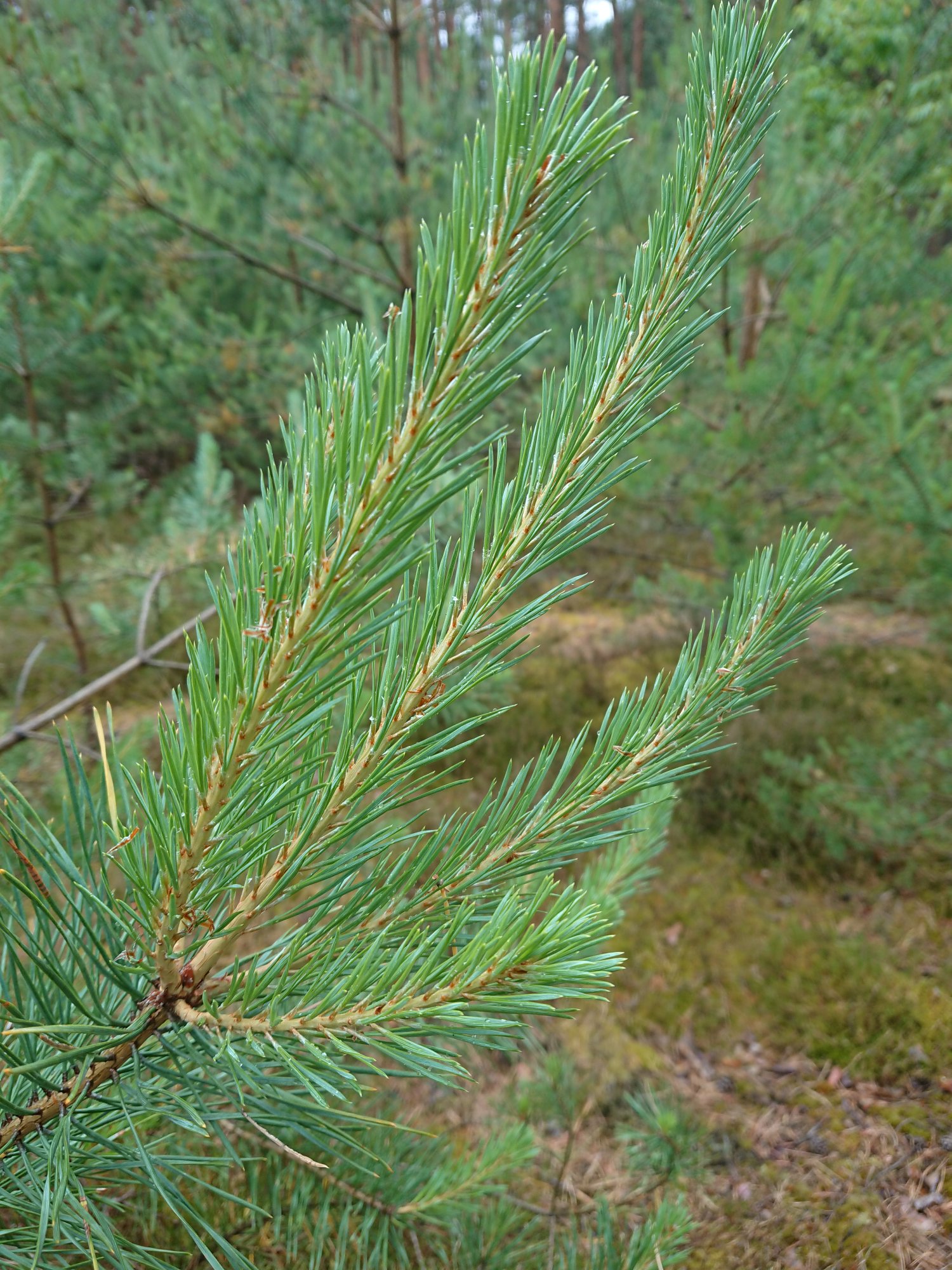 DSC_0209.JPG