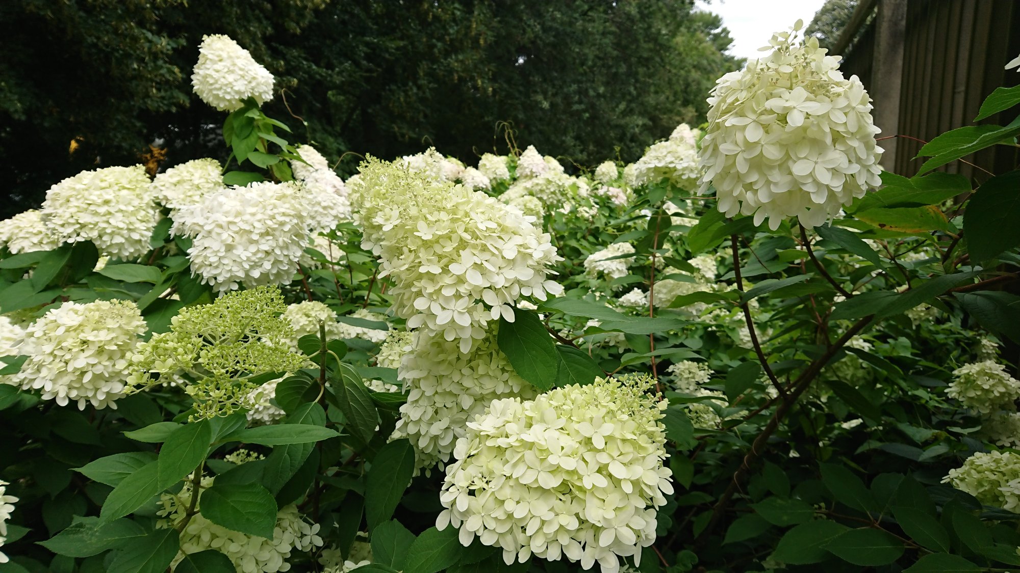 DSC_0357.JPG