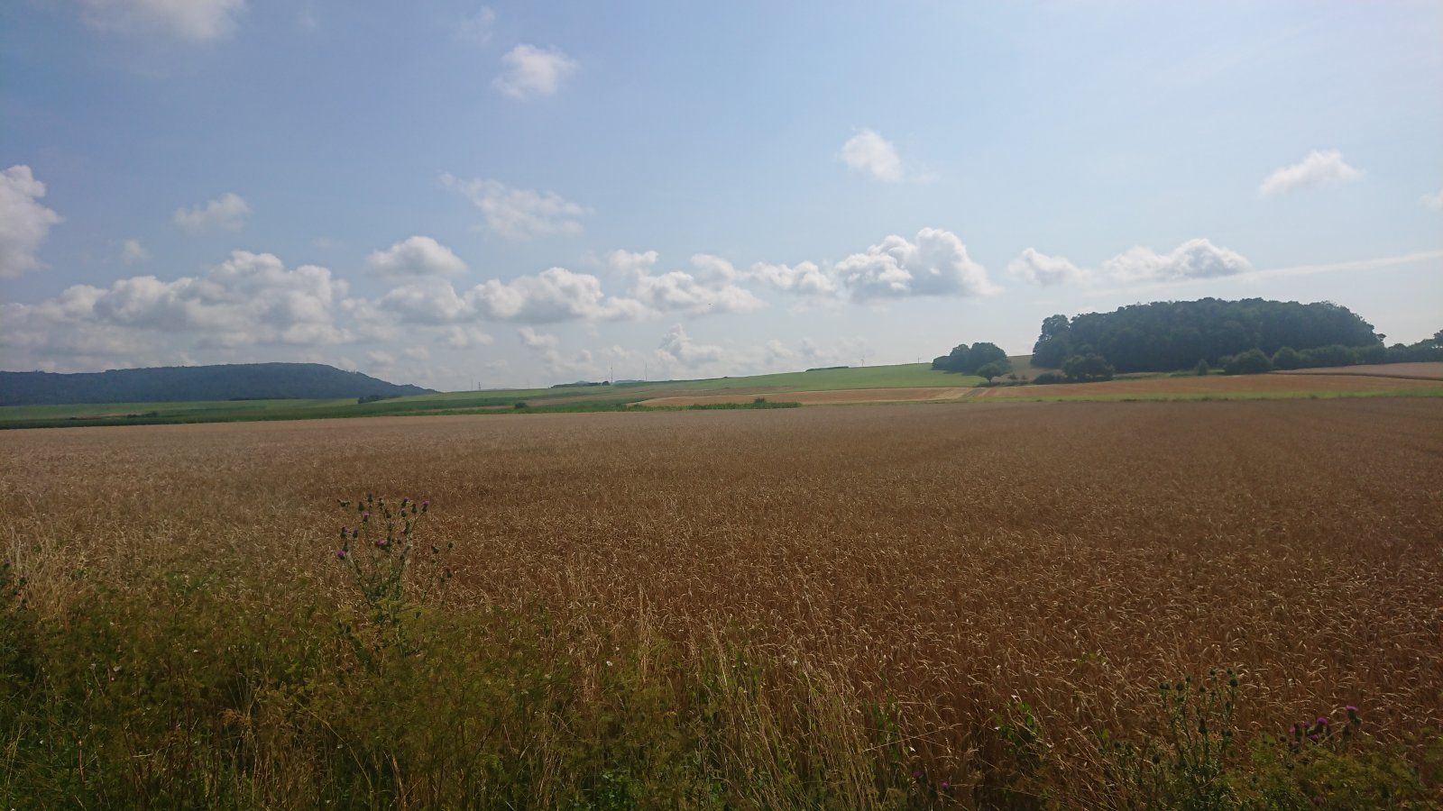 DSC_0403.JPG