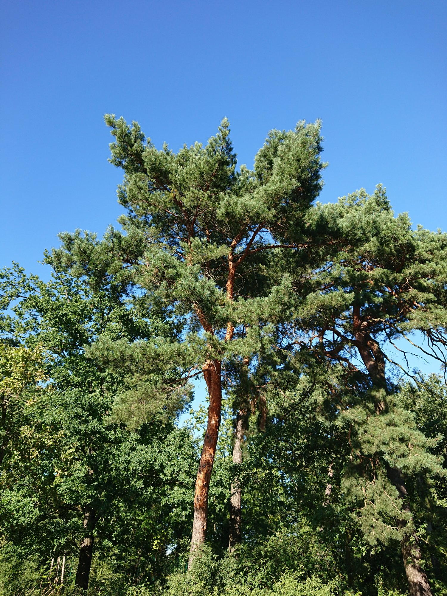 DSC_0407.JPG