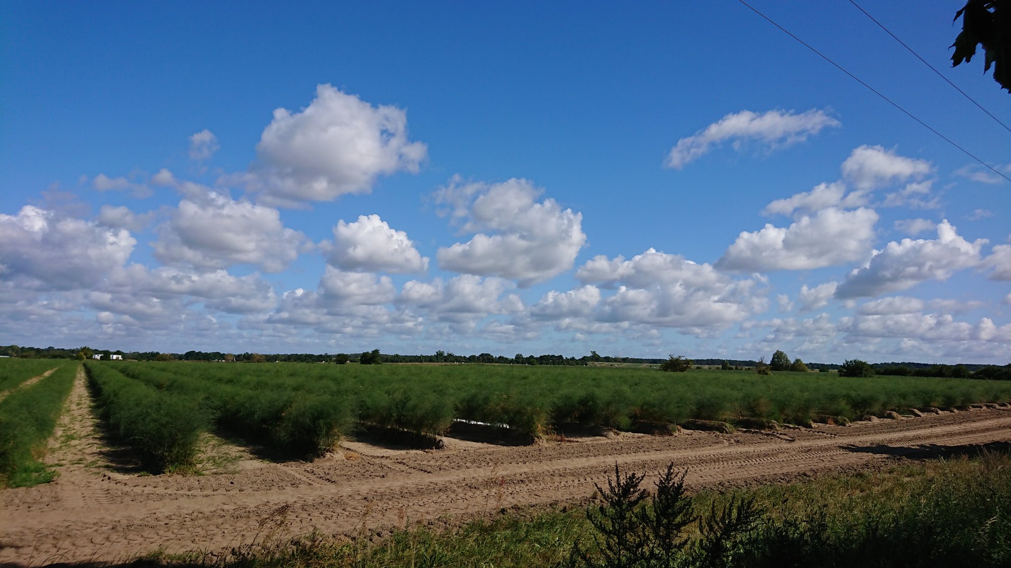 DSC_0431.JPG