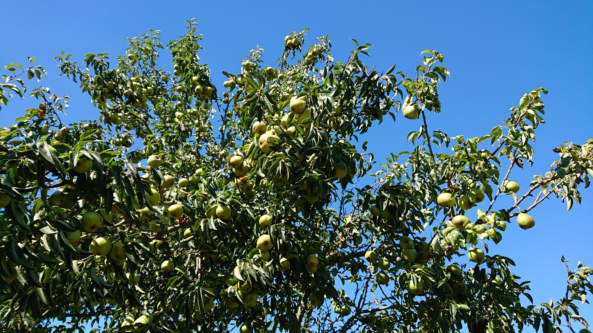 DSC_0471.JPG