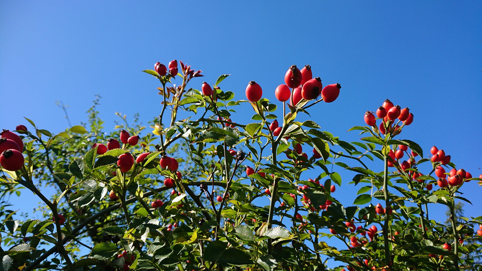DSC_0473.JPG