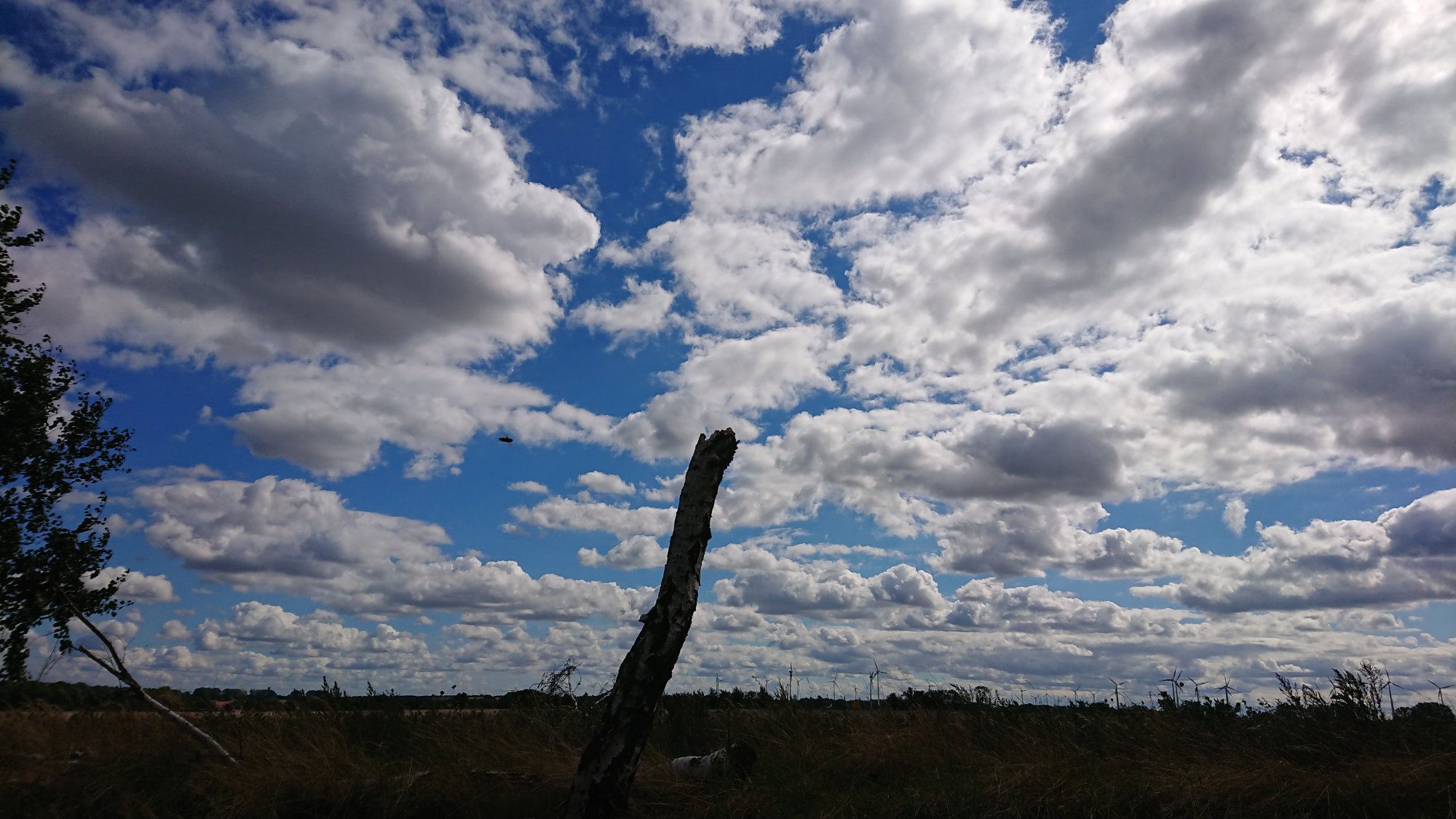 DSC_0503.JPG