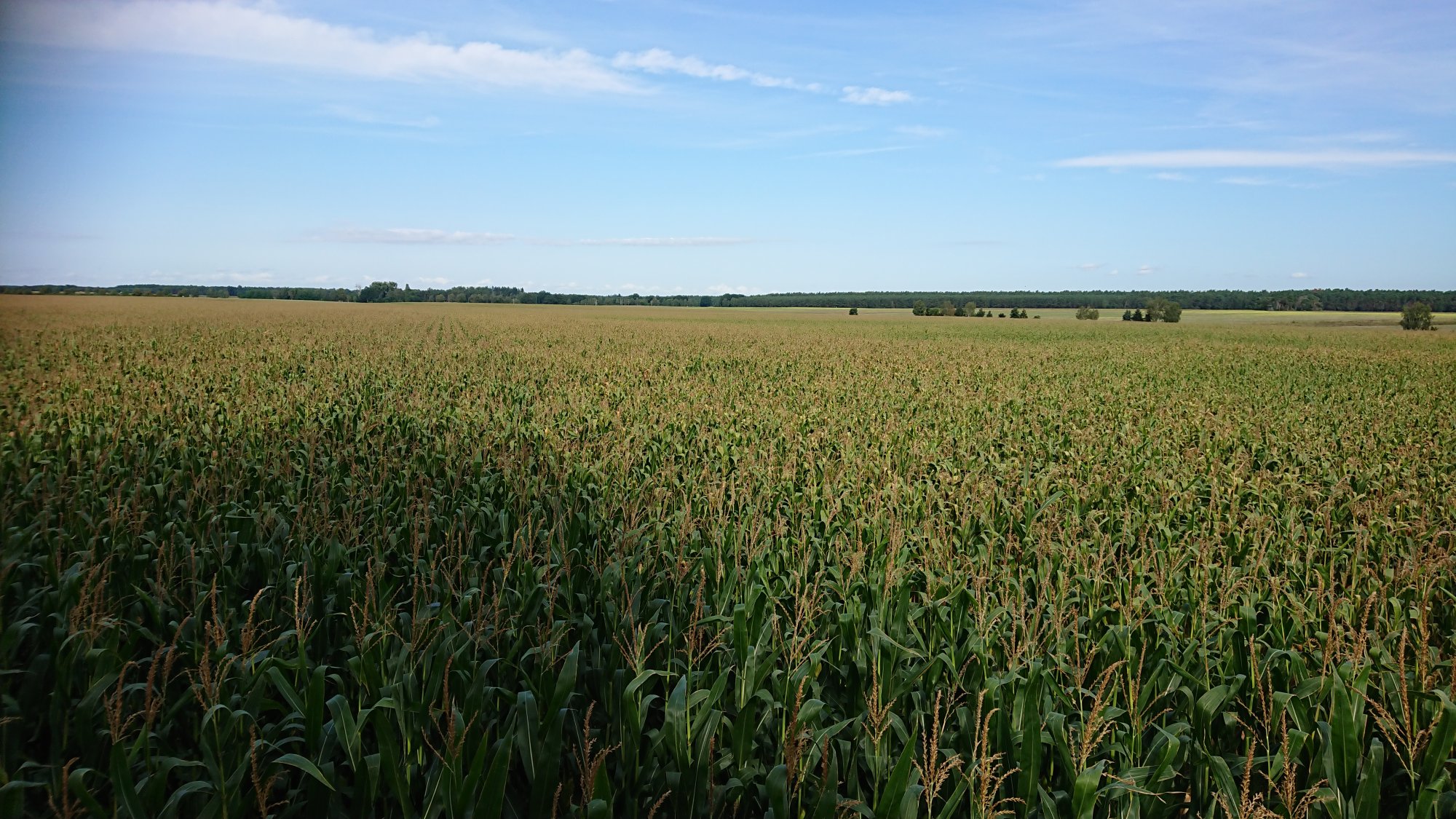 DSC_0520.JPG