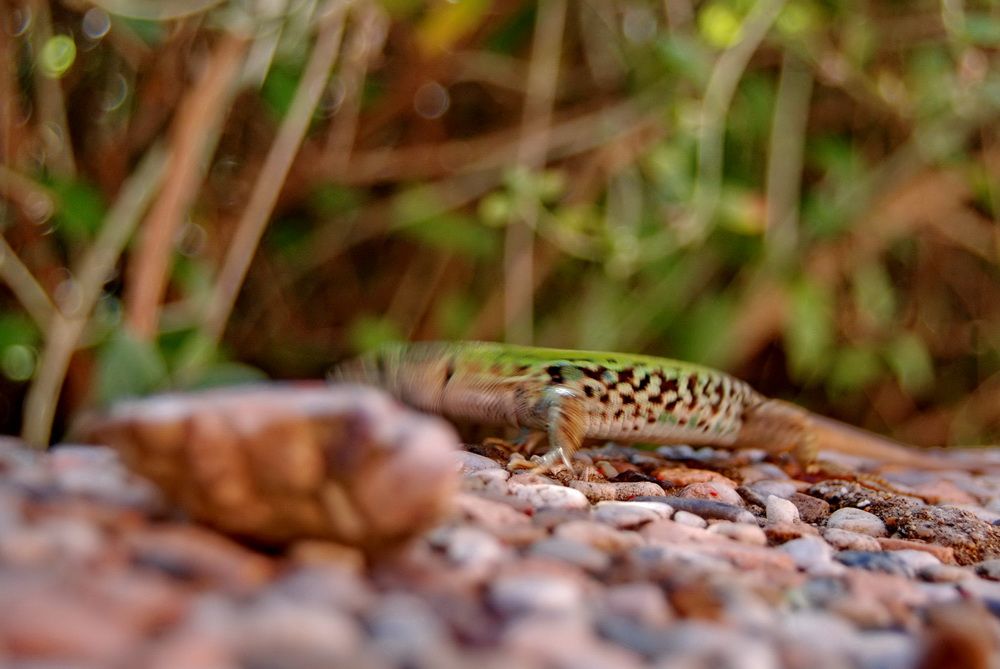 DSC_0575.JPG