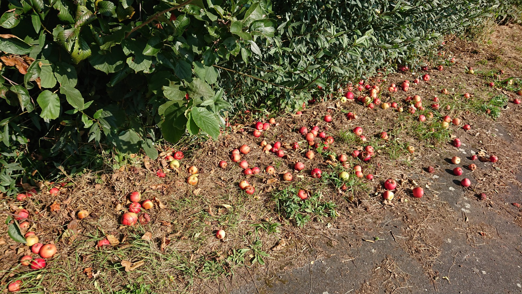 DSC_0582.JPG
