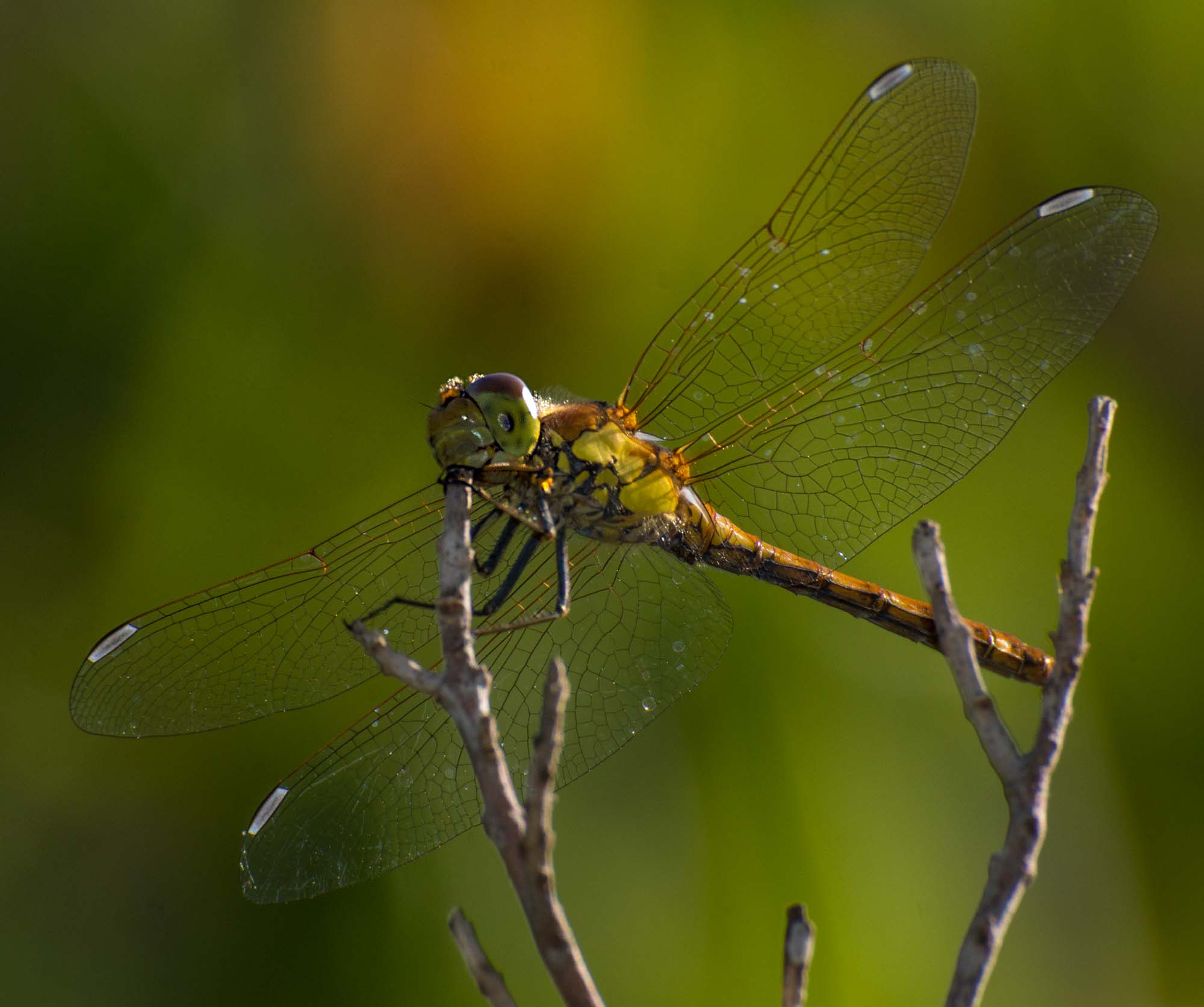 DSC_0585a.jpg
