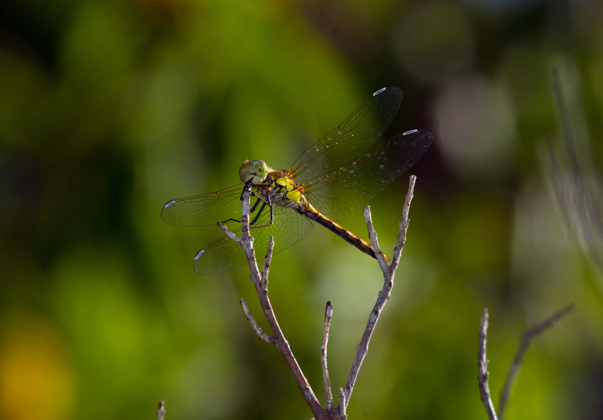 DSC_0610.jpg