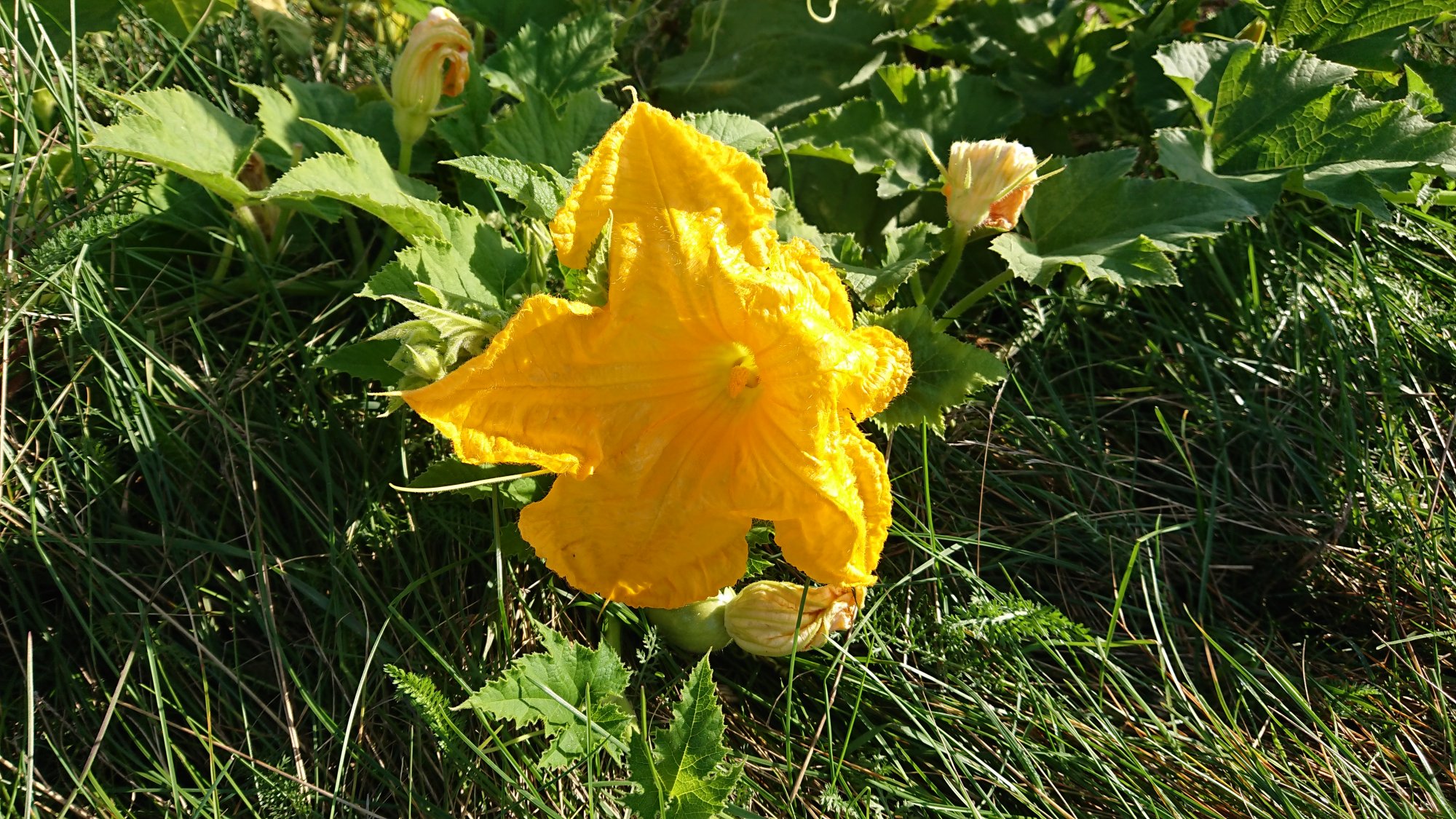 DSC_0615.JPG