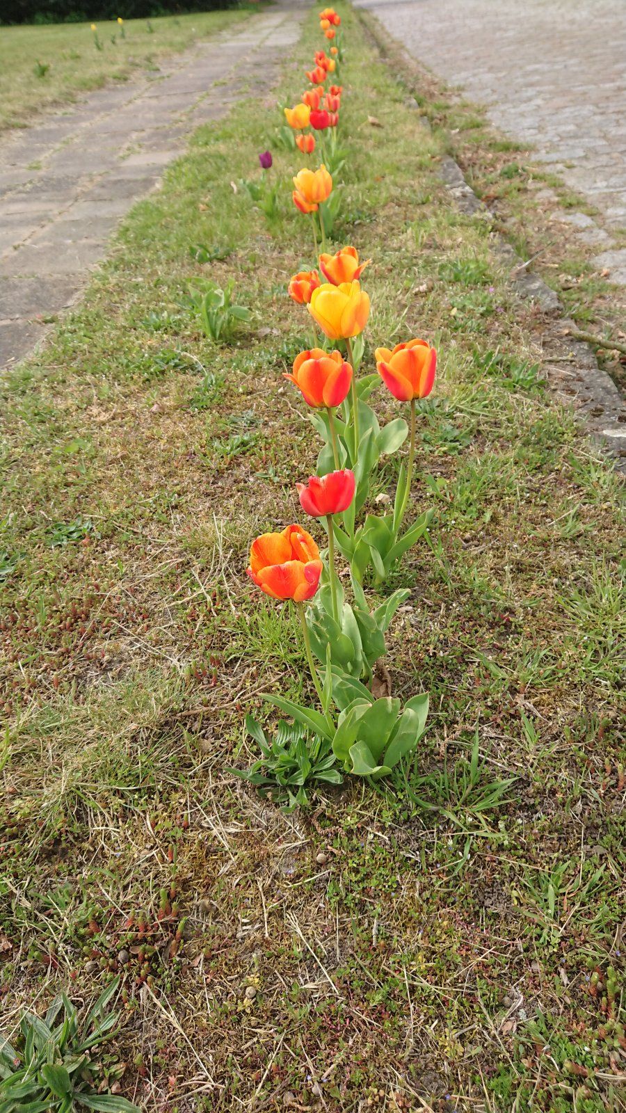 DSC_0620.JPG