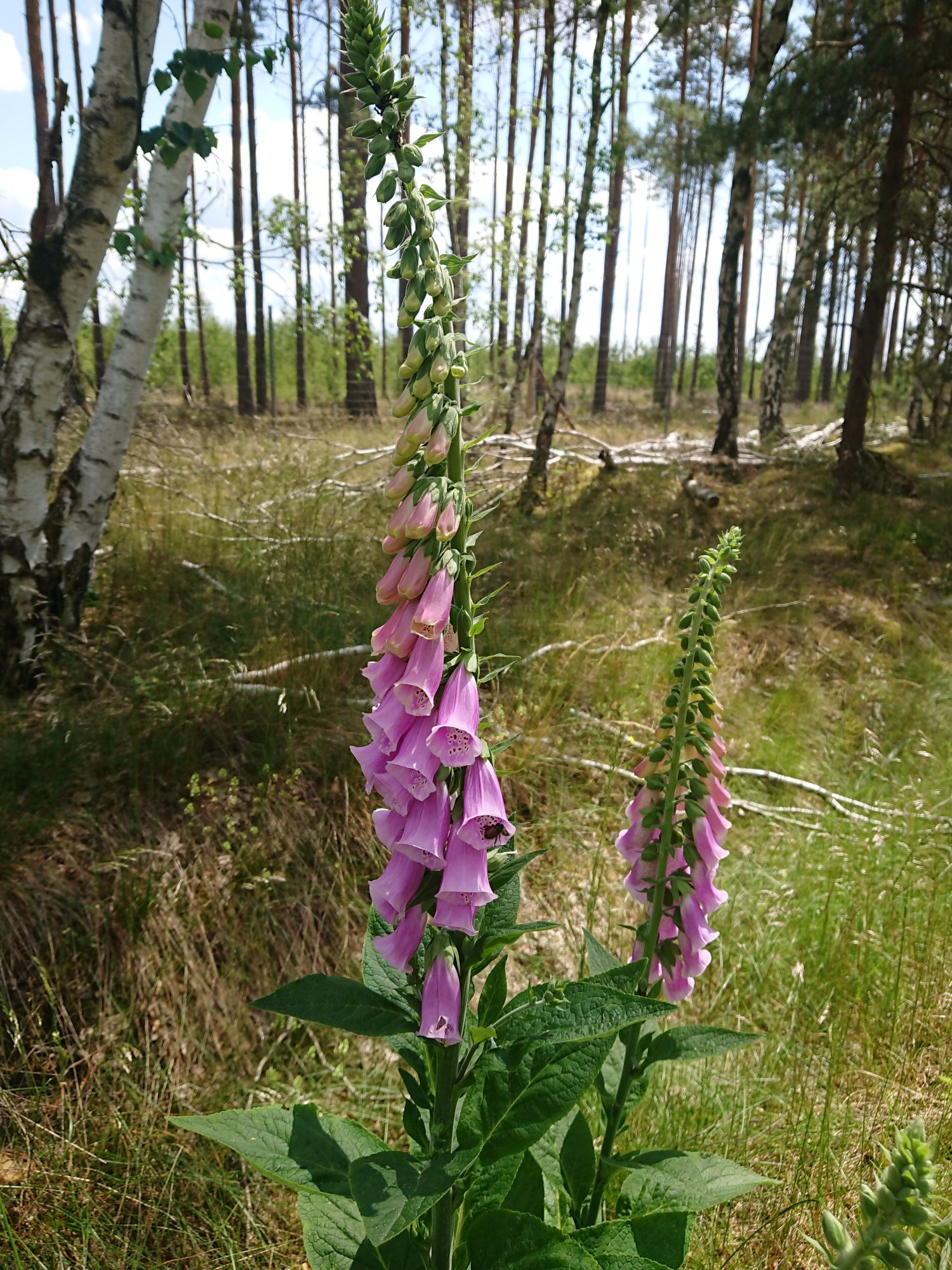 DSC_0640.JPG