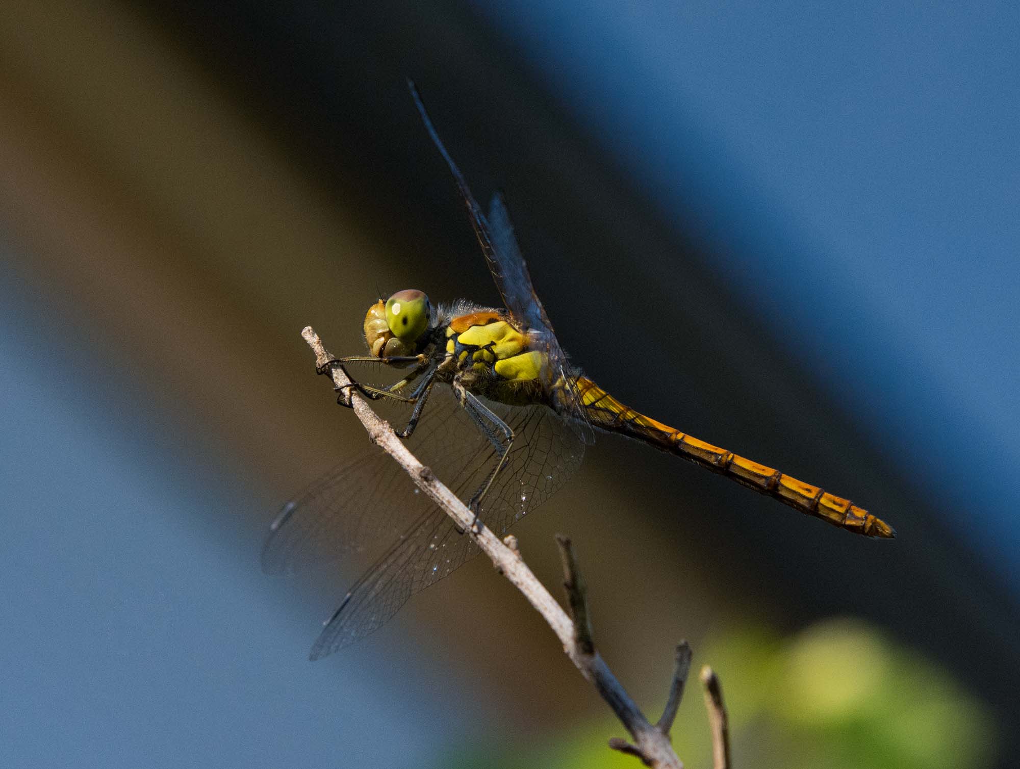 DSC_0658a.jpg