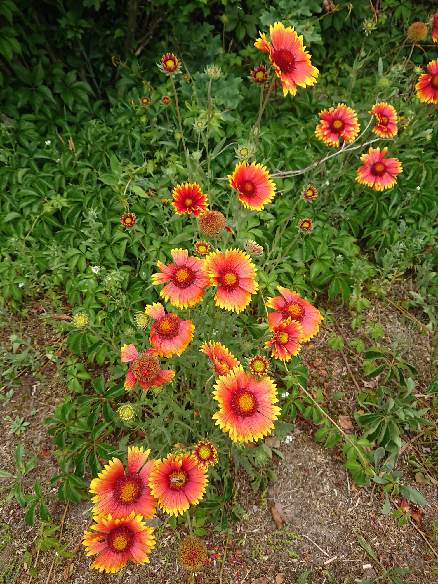 DSC_0664a.JPG