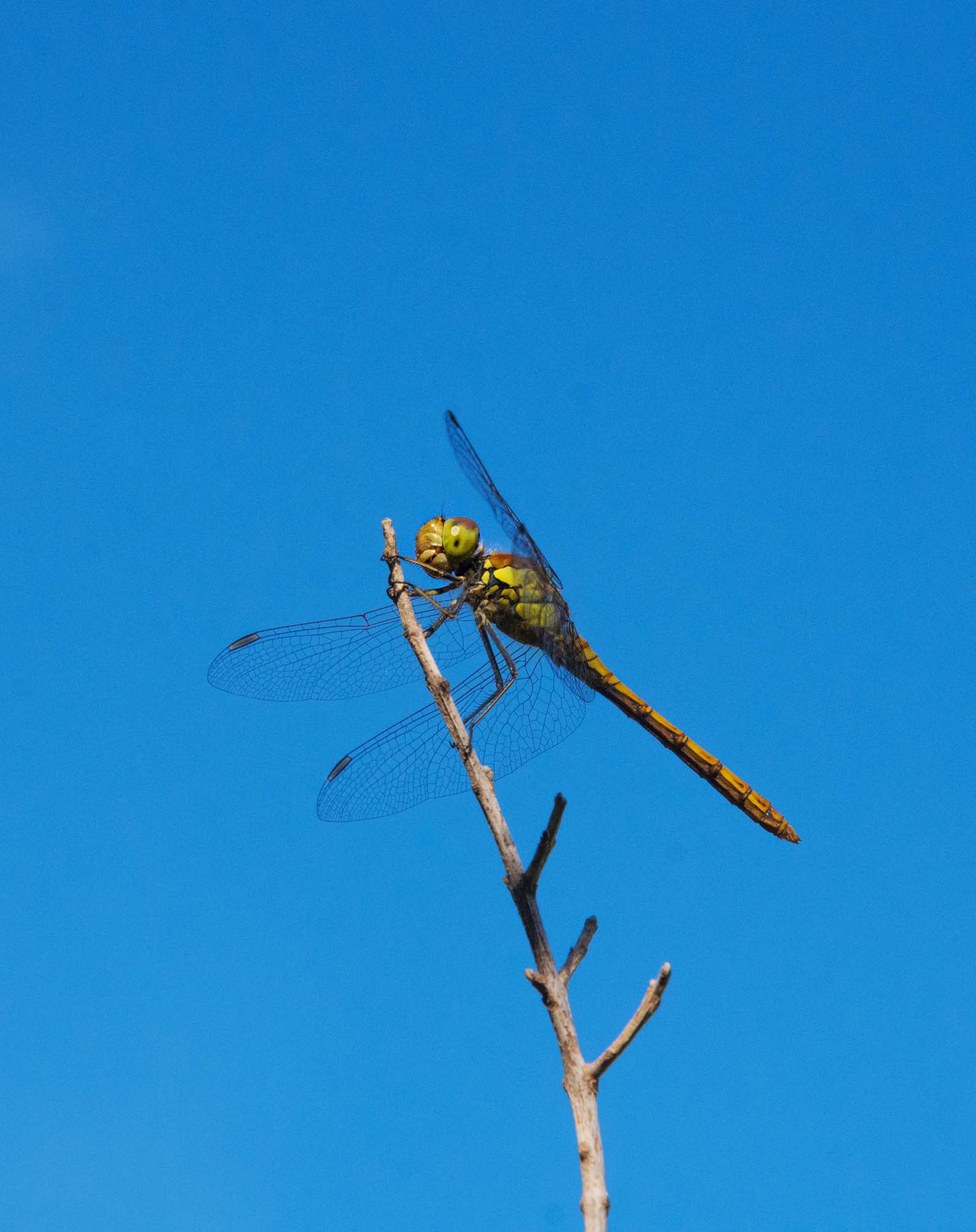 DSC_0672a.jpg