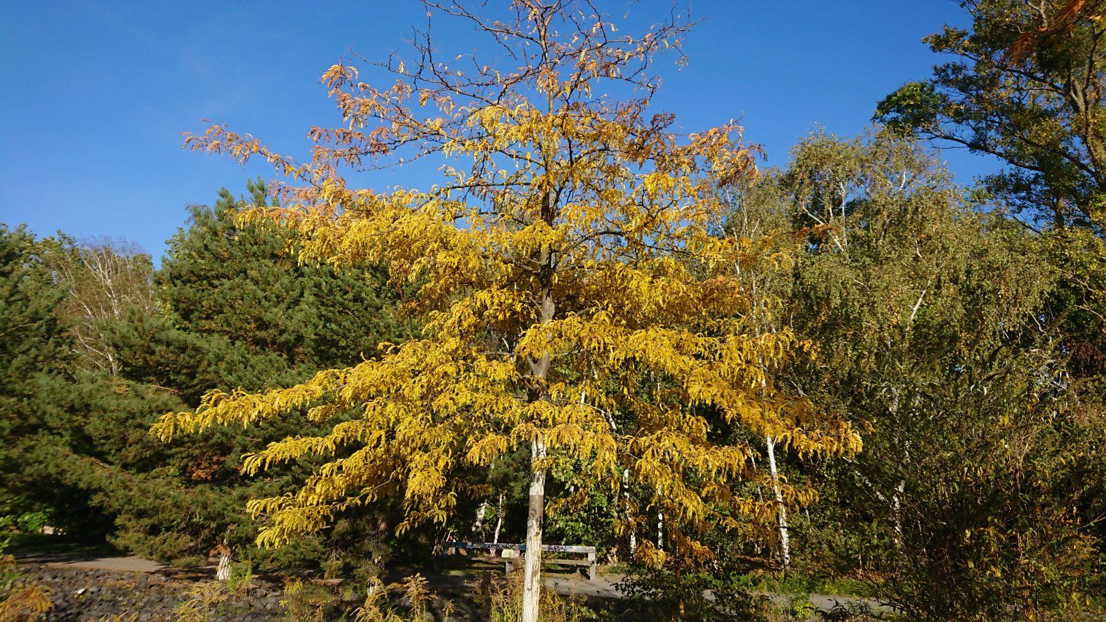 DSC_1015.JPG