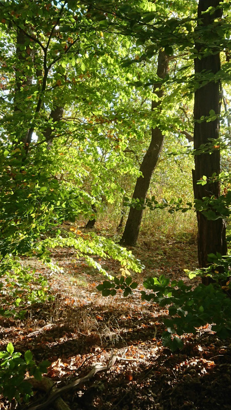 DSC_1056.JPG