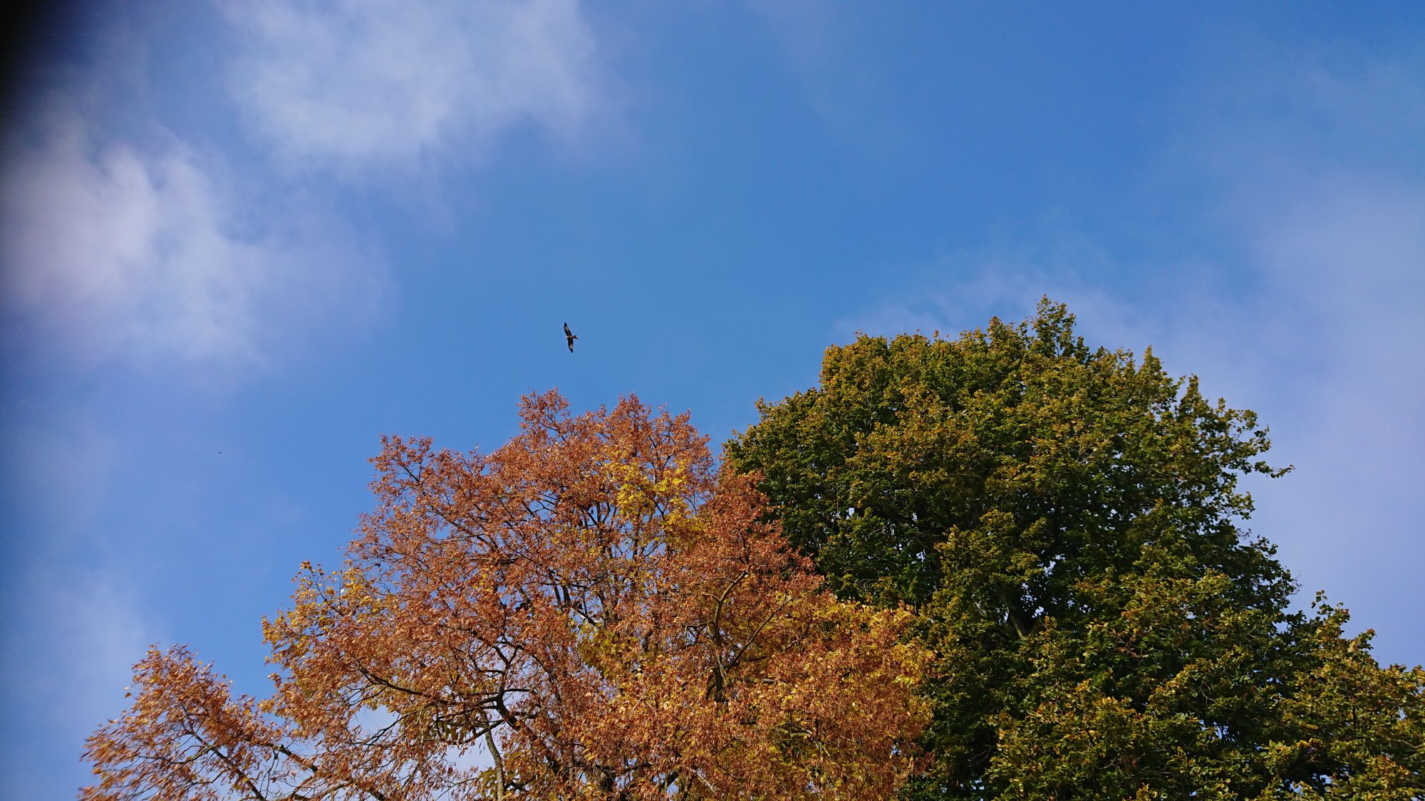 DSC_1136.JPG