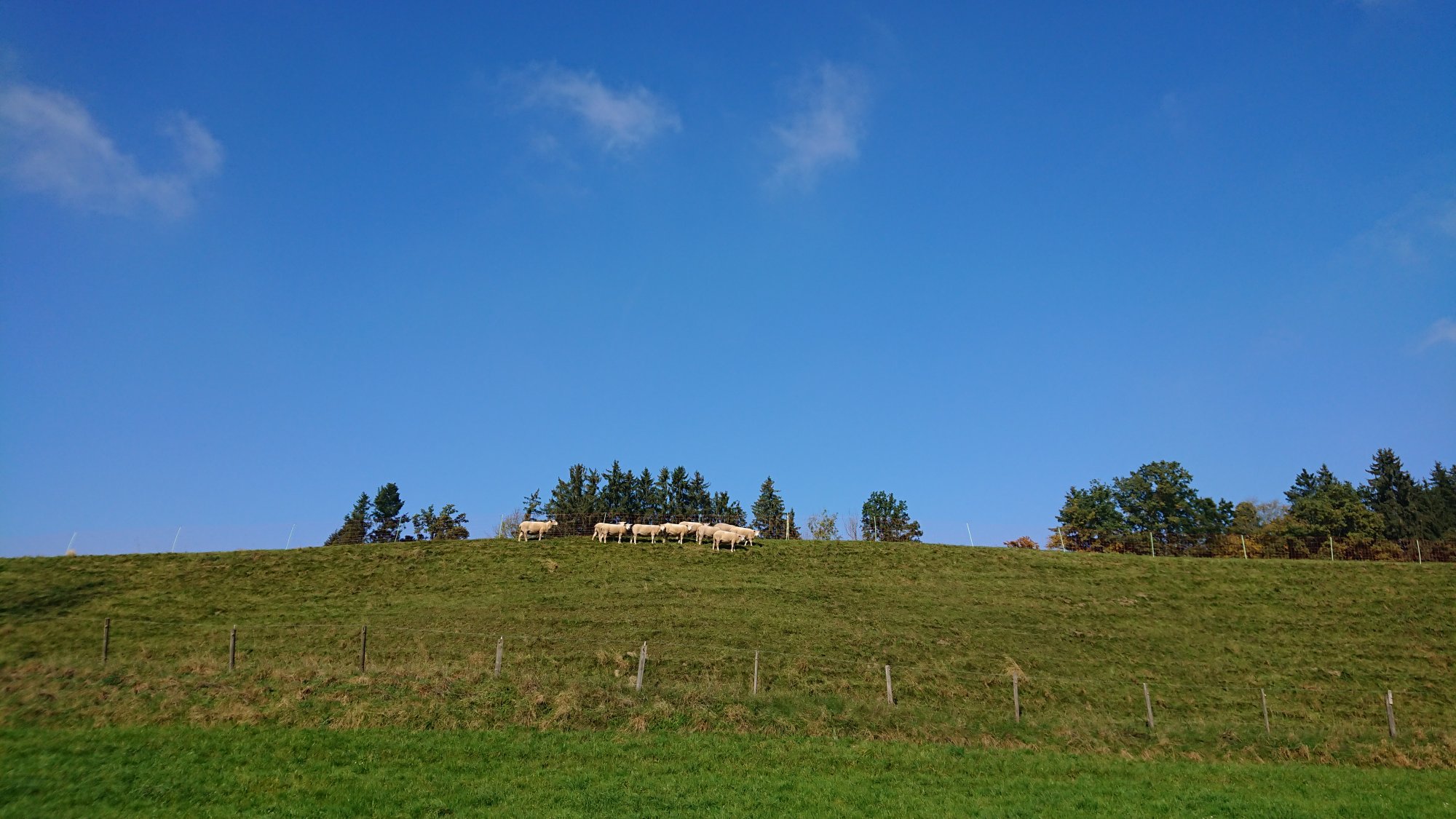 DSC_1146.JPG