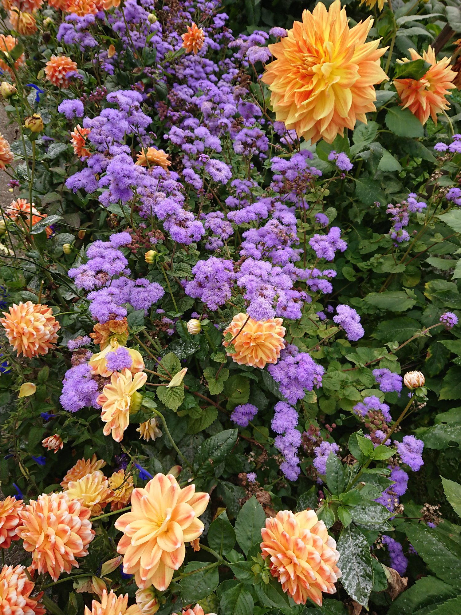 DSC_1163.JPG