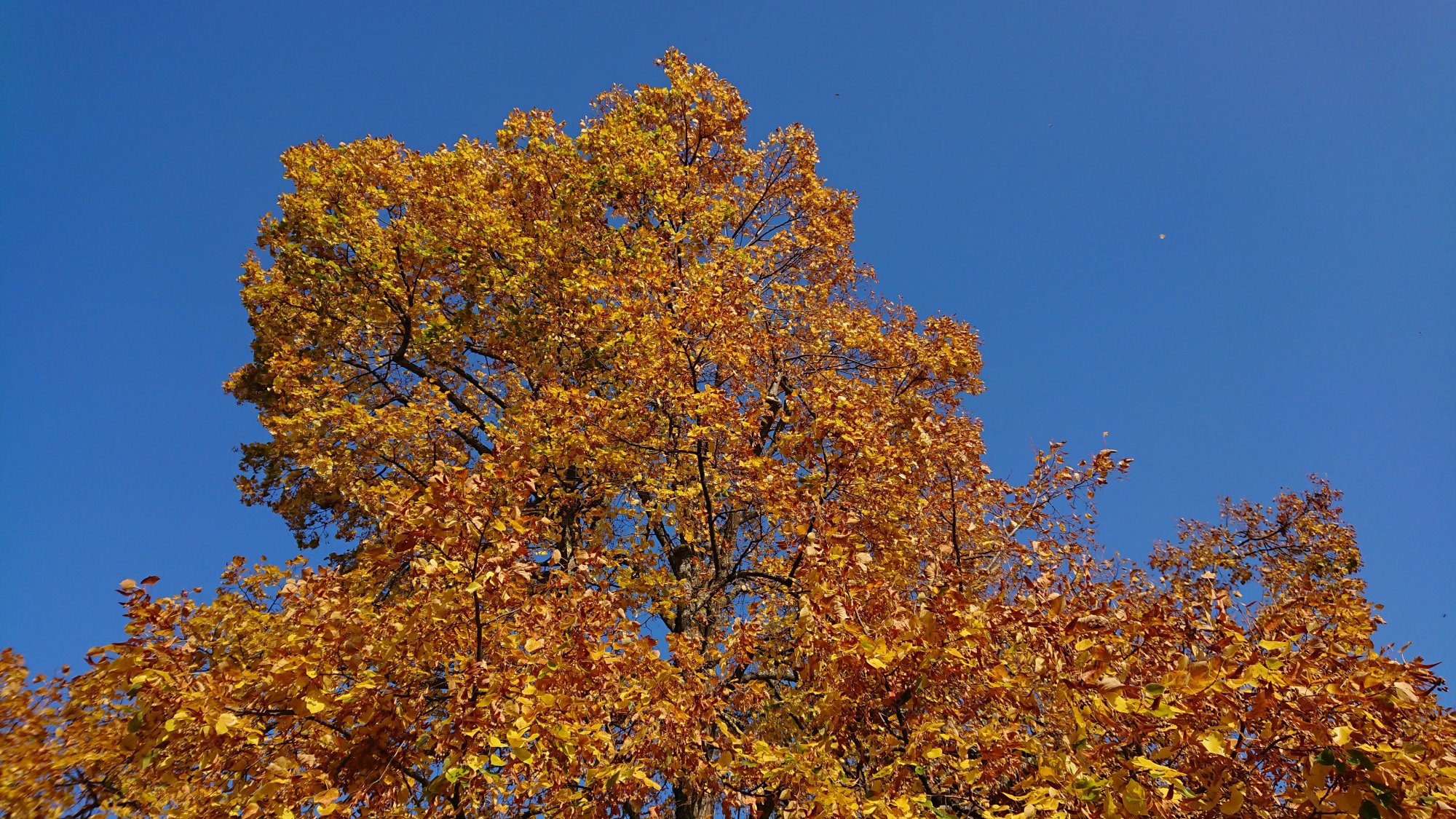 DSC_1183.JPG
