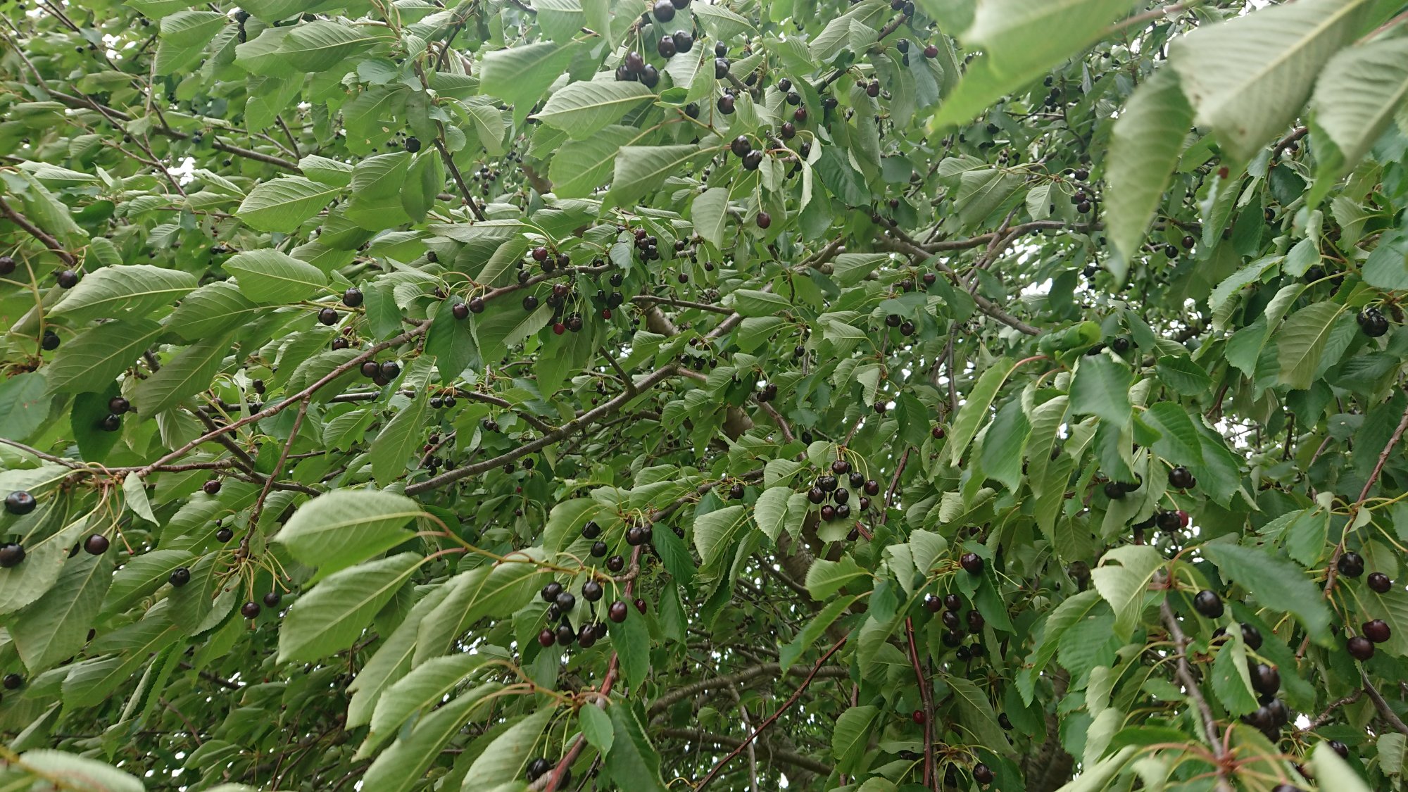 DSC_201a.JPG