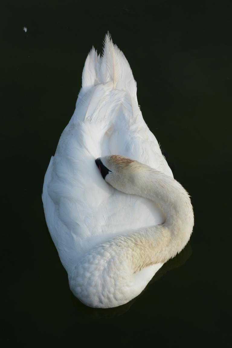 DSC_4450.JPG