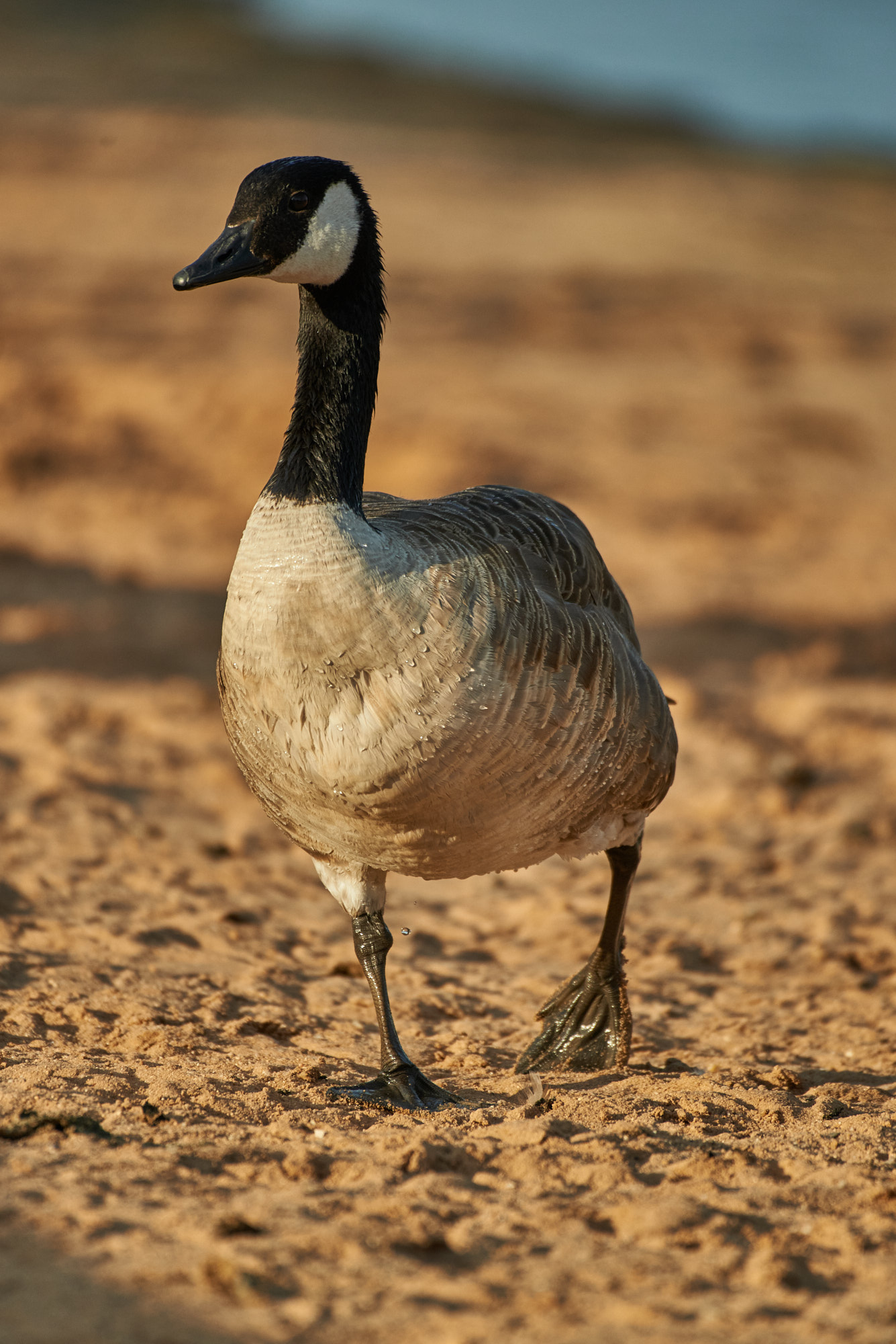 DSC_4549 2.jpg