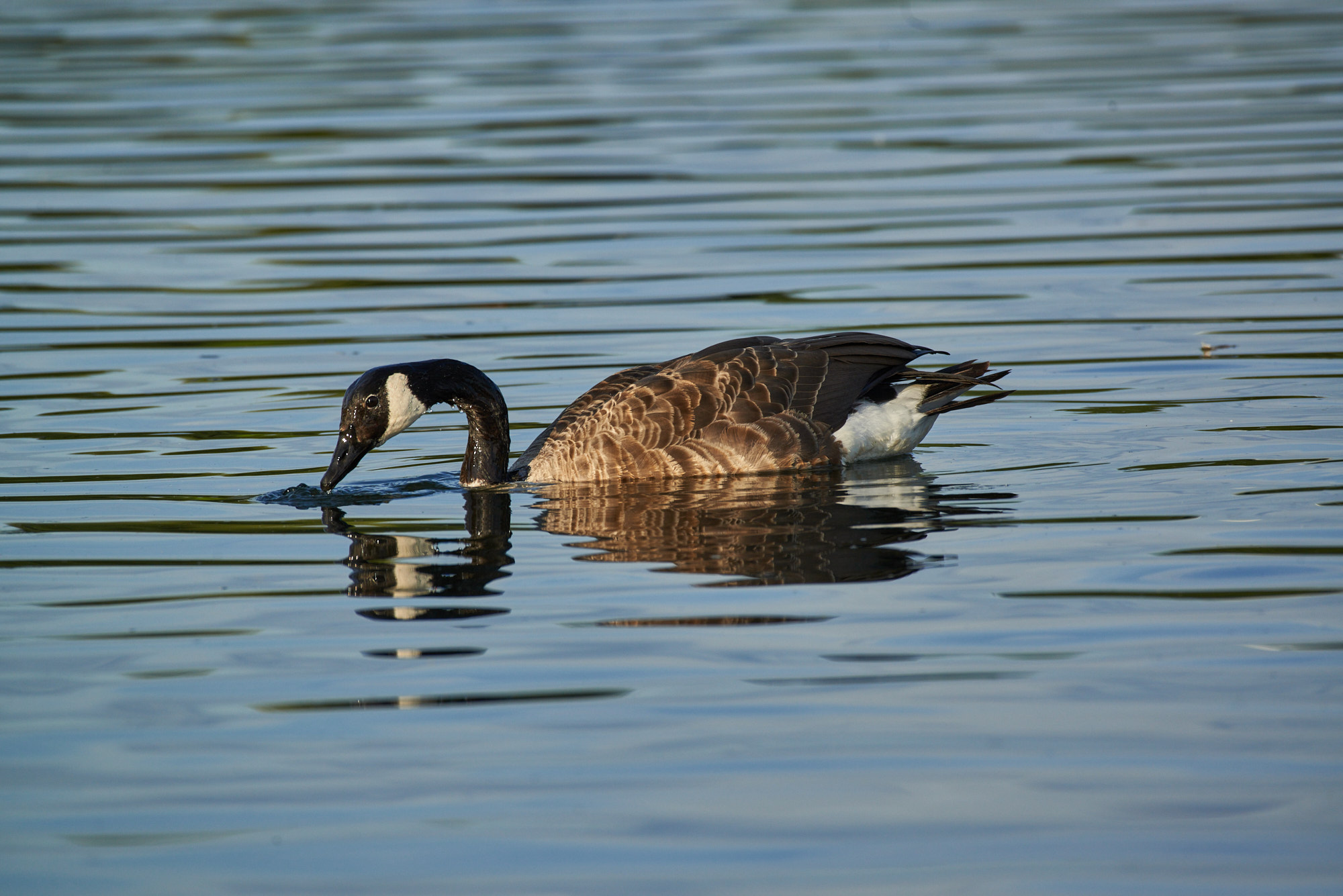 DSC_4597 2.jpg