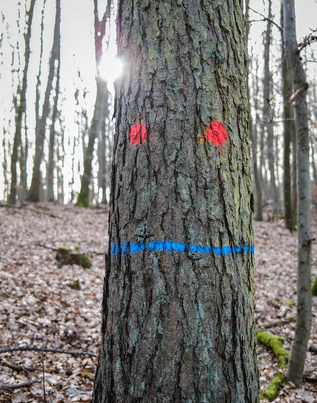 DSCF0038.jpg