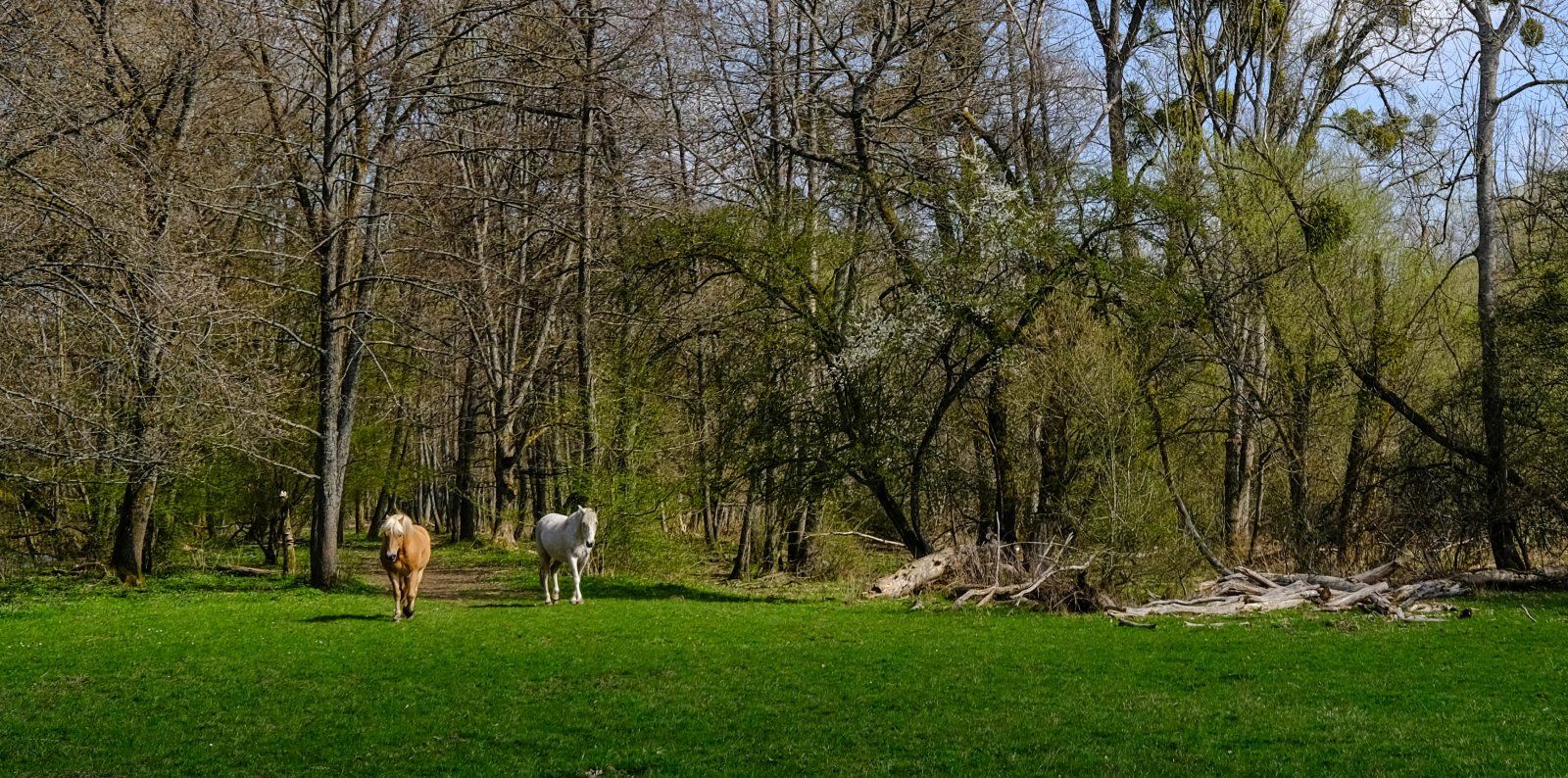 DSCF0048-2.jpg