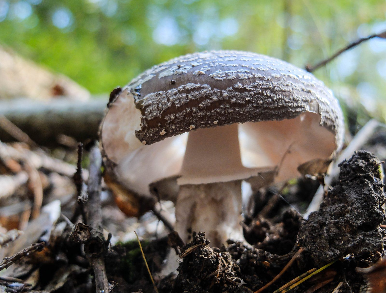 DSCF0328-2.jpg