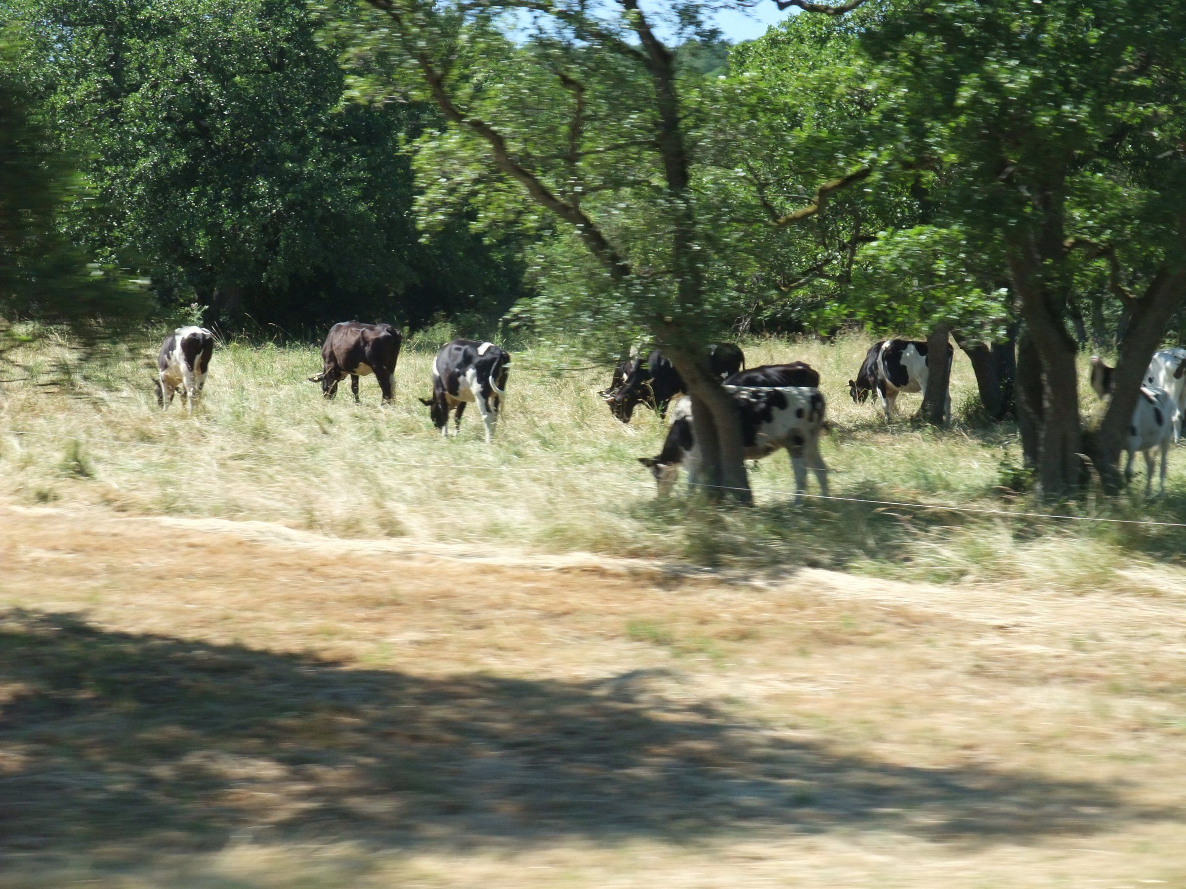 DSCF0339.JPG