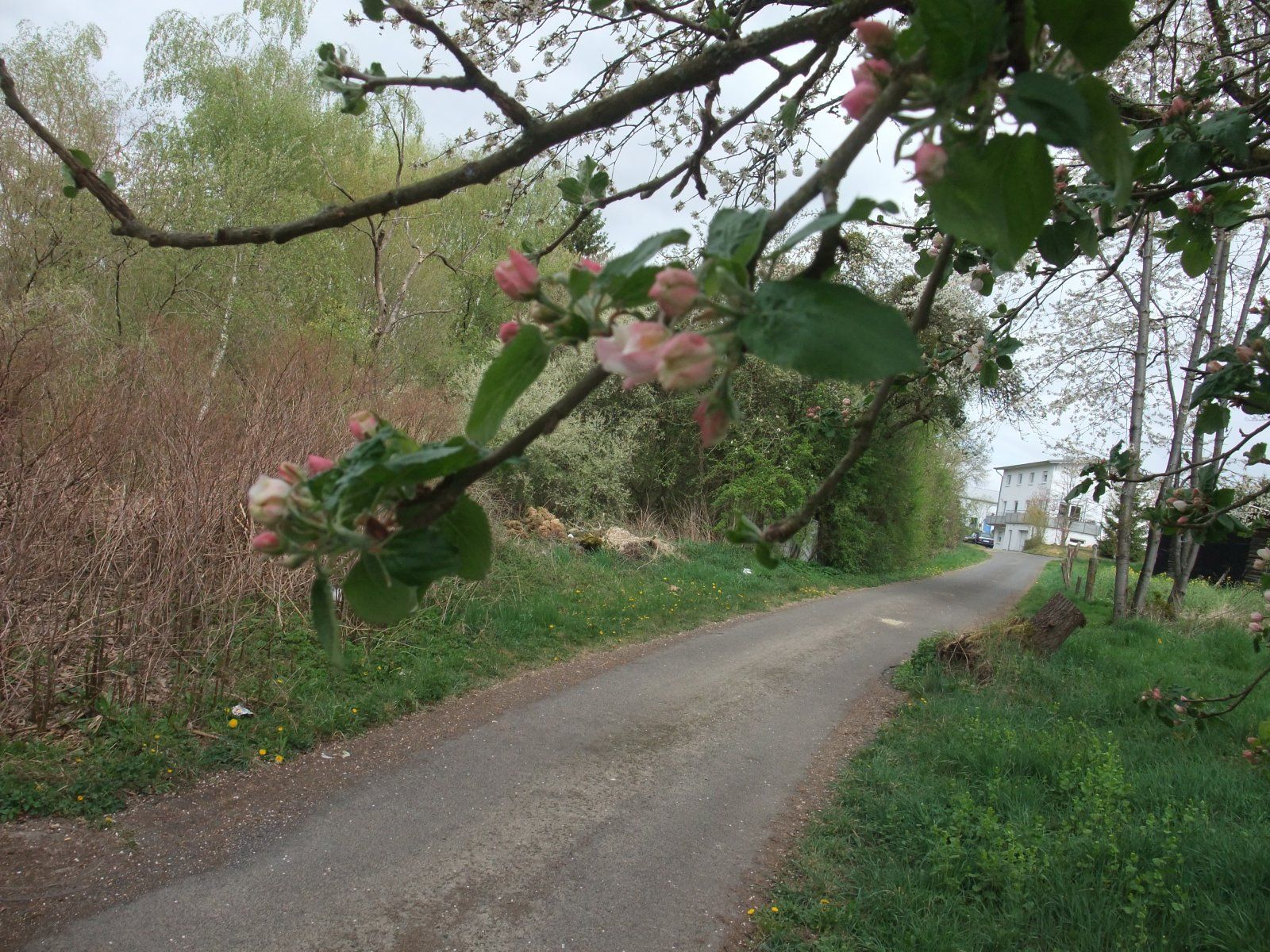 DSCF0343.JPG