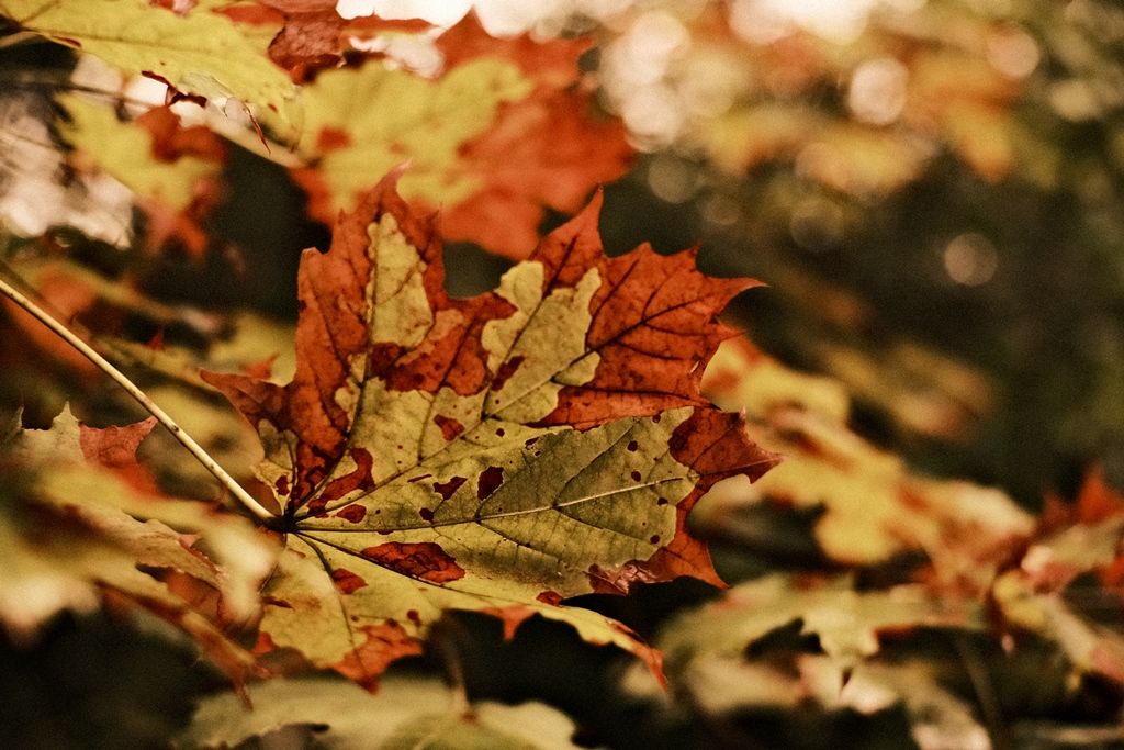 DSCF1092.JPG