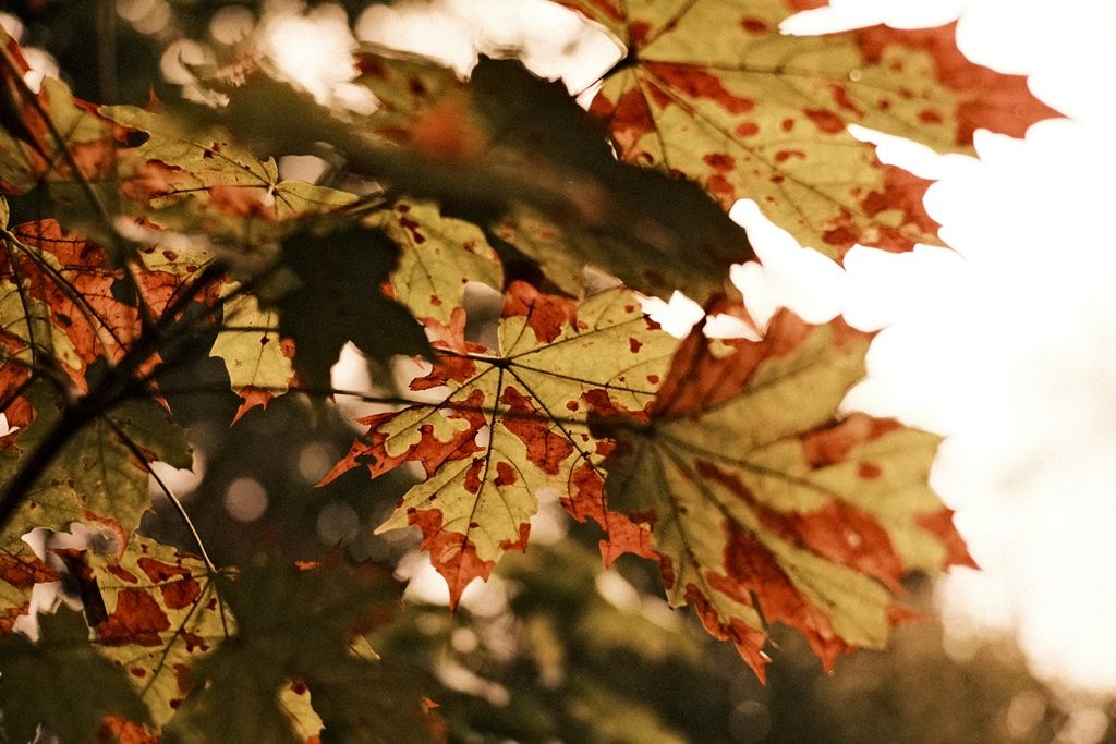 DSCF1093.JPG