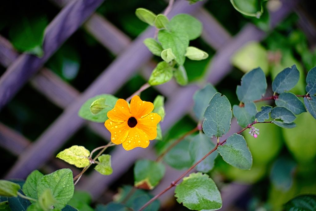 DSCF1108.jpg
