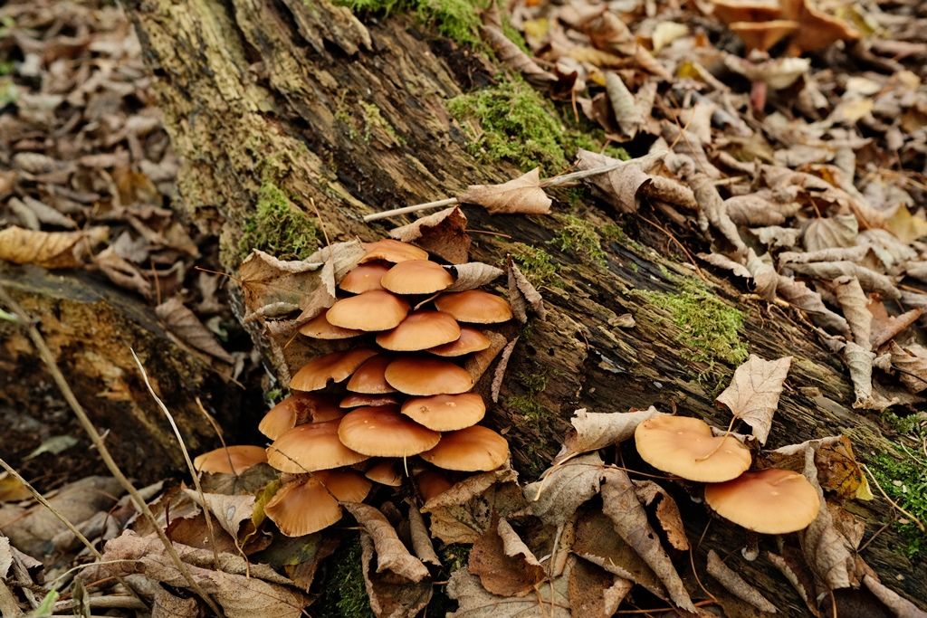 DSCF1155.JPG
