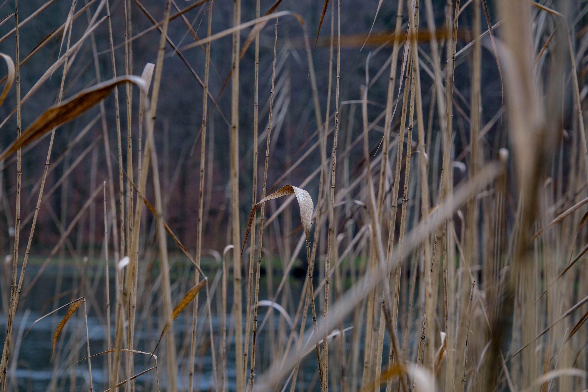 DSCF2243.jpg