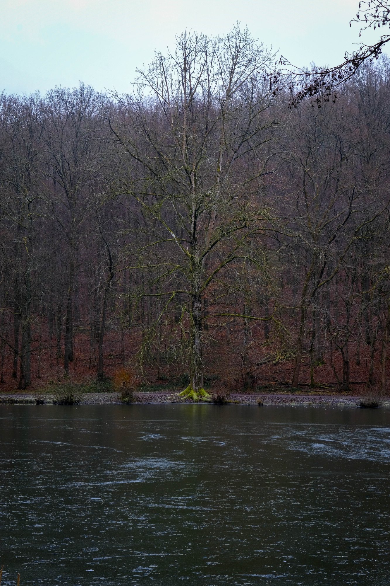 DSCF2250.jpg