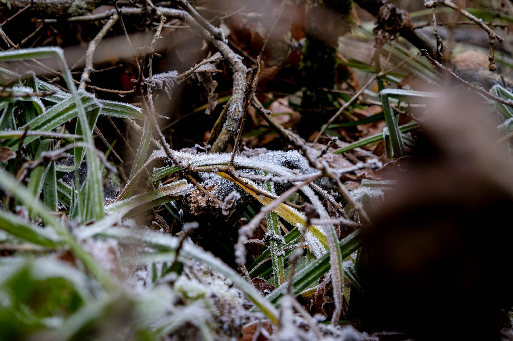 DSCF2254.jpg