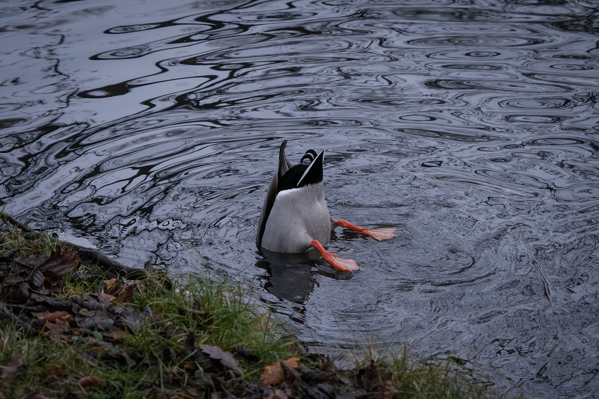 DSCF2285.jpg