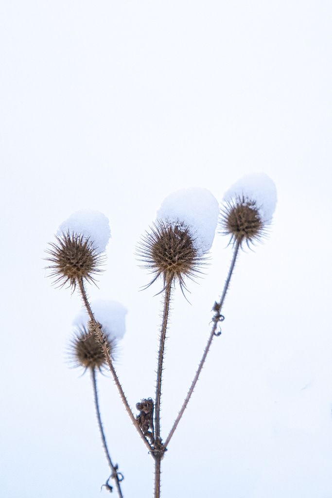 DSCF2798-ne.jpg
