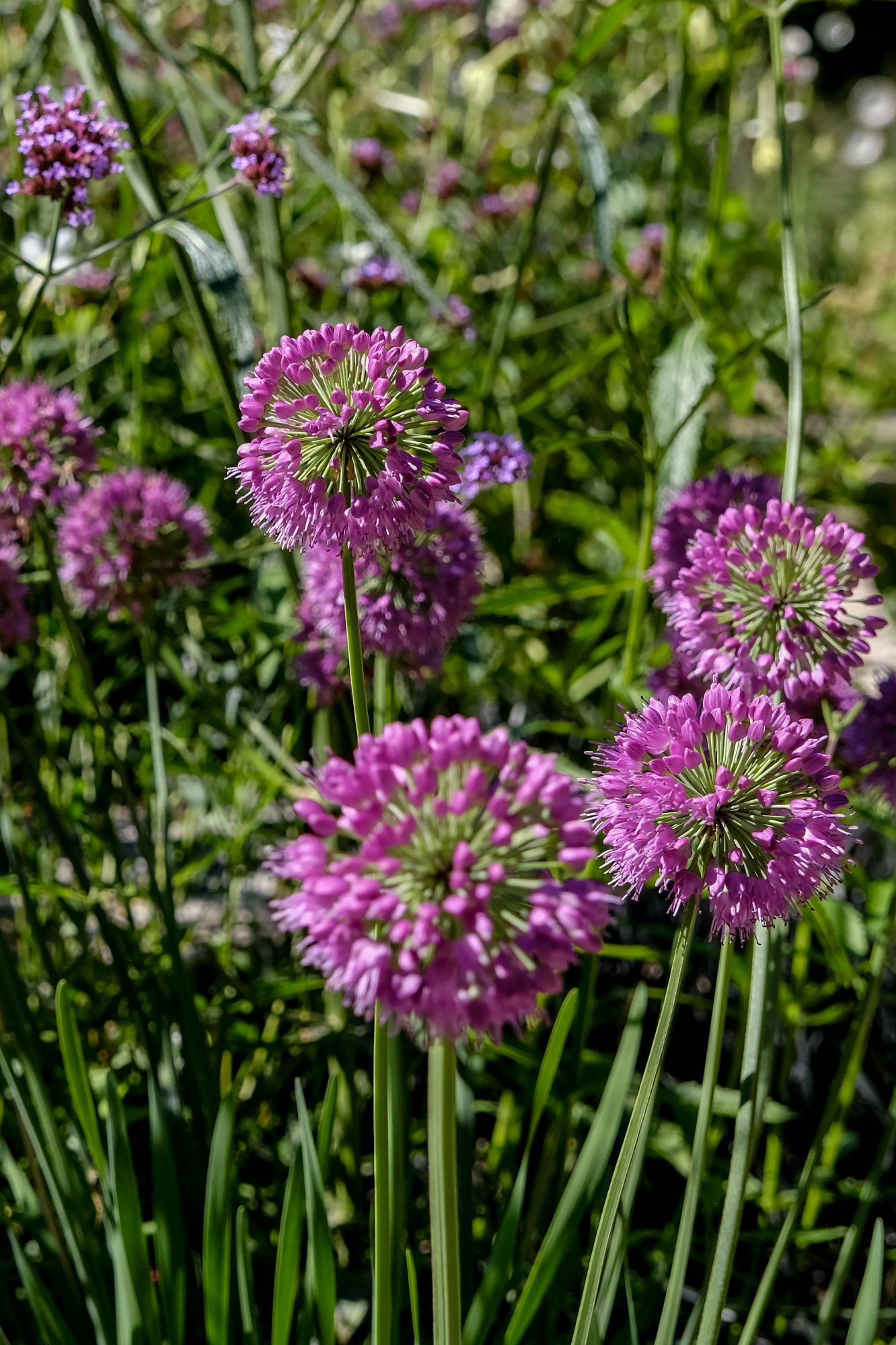 DSCF2950.jpg