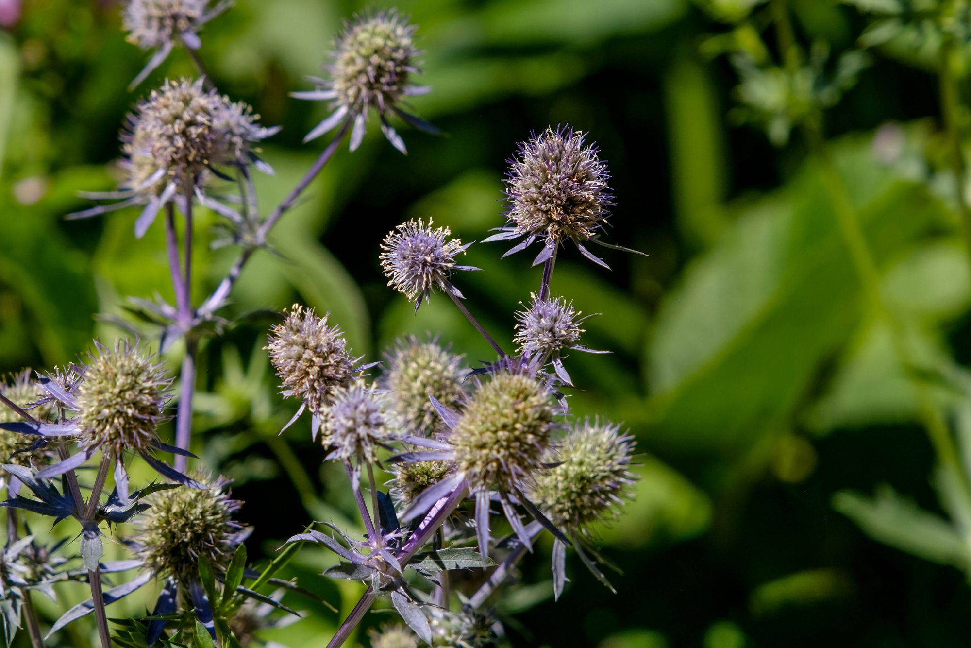 DSCF2952.jpg