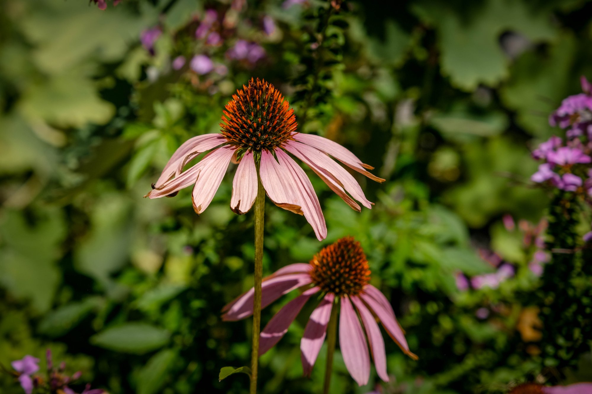 DSCF2953.jpg